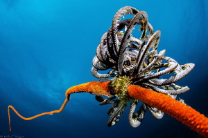 goby and crinoid by Mathieu Foulquié 